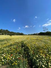 Terreny residencial a Manacor Centre. Solar en zona son negre
