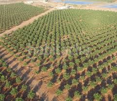Foto e47ed9e5-d72a-4d1e-a7a1-83174ef8361b. Finca rústica a Mula