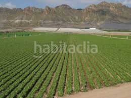 Foto e90a9968-a7d8-4da5-b54e-b91a2cc170ce. Finca rústica a Mula