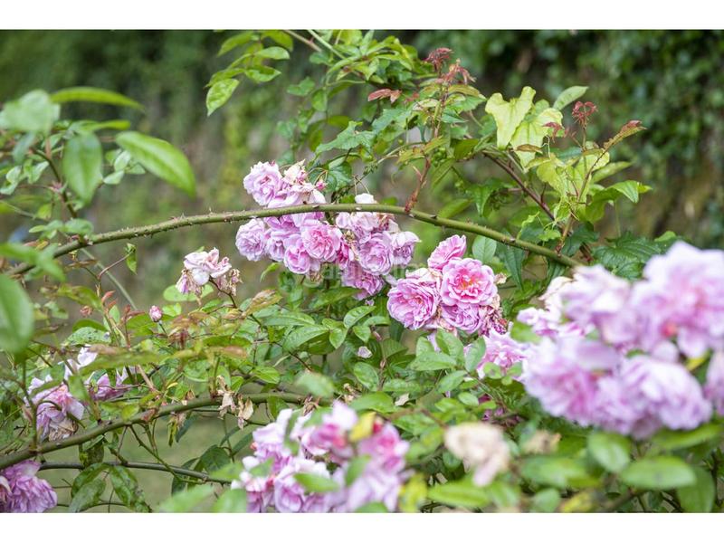 Foto 1d3c8e98-c9da-466f-92ca-5e3b30c96b80. Alquiler casa palacio del sxix reformado en Redondela