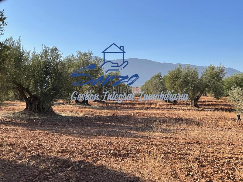 Foto 06753716-3f4d-4e6e-a7b8-d5152717c7bb. Finca rústica a Centro Antequera