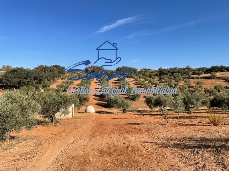 Foto 1eeeddfd-af14-4ac1-a9fd-019d2ac055a9. Finca rústica a Centro Antequera