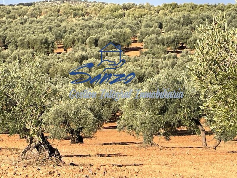 Foto 840dec8c-b417-4742-8107-02aaa64aae71. Finca rústica a Centro Antequera