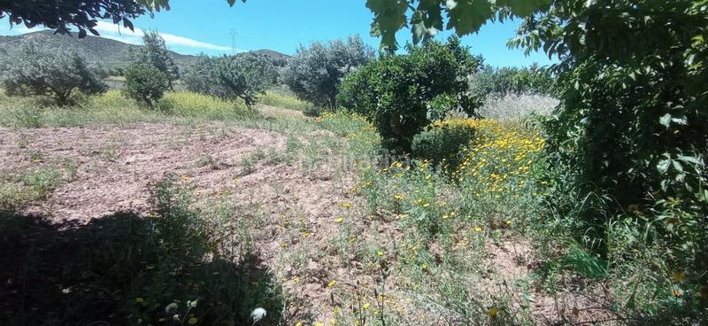 Foto 27214a81-25d7-46d7-a500-e6254e75bb6b. Casa a casa con 5.ooo metros de terreno a La Pinilla - Las Palas Fuente Álamo de Murcia