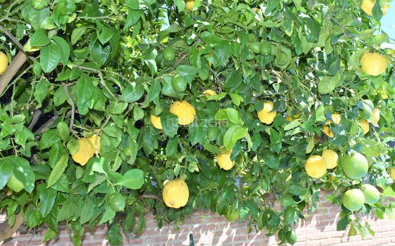 Foto 1674c8b8-cdec-4333-bf0b-aa34c6fade23. Xalet amb aparcament piscina a Park Nord - Casona Gandia