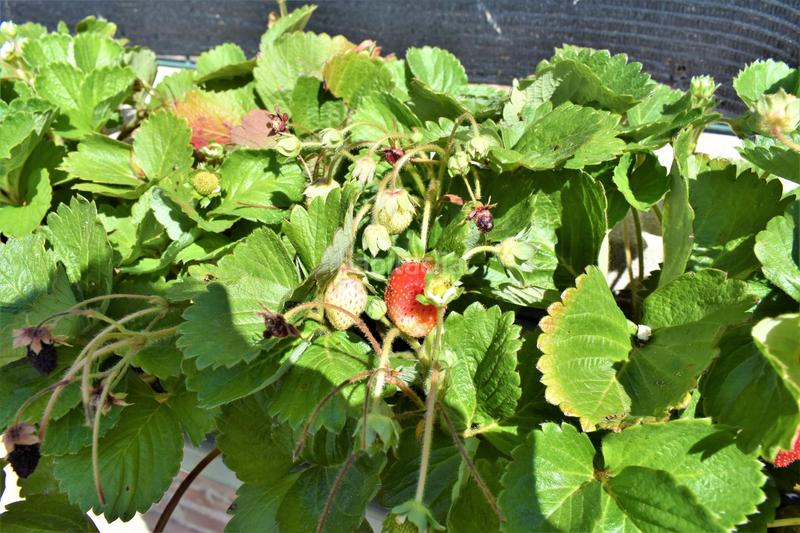 Foto 270a9395-4d2f-443b-adc8-f2786a5ea38e. Xalet amb aparcament piscina a Park Nord - Casona Gandia