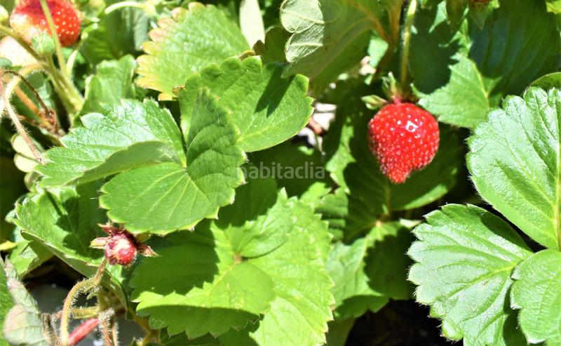 Foto b3579939-a1b2-4d2b-851d-8968a8967af7. Xalet amb aparcament piscina a Park Nord - Casona Gandia
