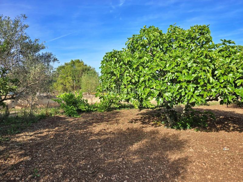 Foto 50b94283-ff54-4afd-be10-6ed53be519e3. Mas dans Pollença poble Pollença