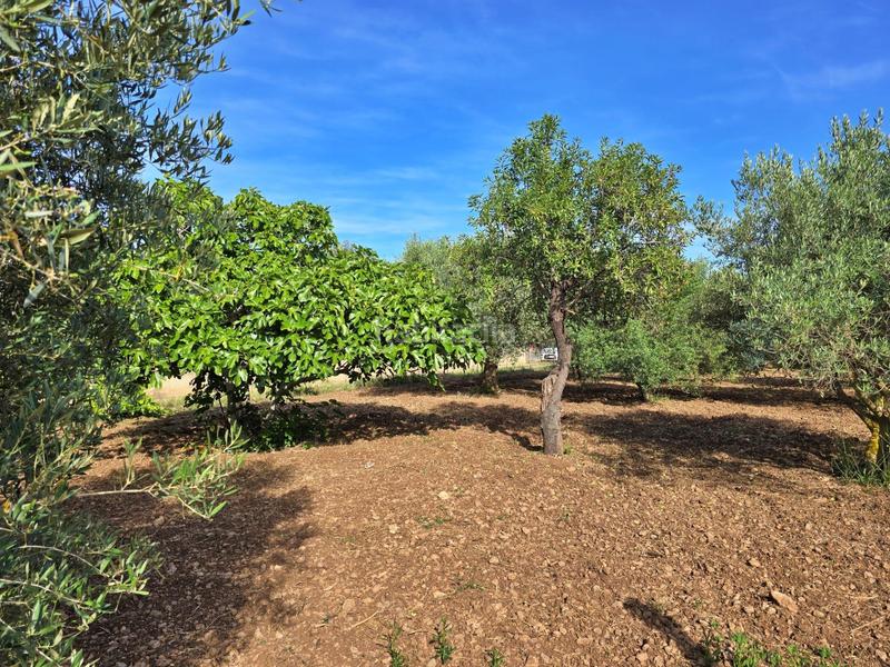 Foto 80b5f991-da6e-4276-9dd1-d766eedb5693. Mas dans Pollença poble Pollença