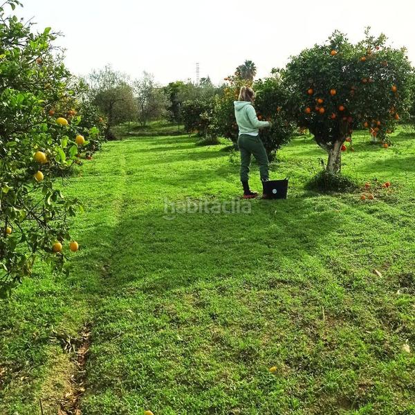 Foto 00af497a-3852-4f2b-8920-7f51c3c71649. Propriété dans Centro Alhaurín el Grande