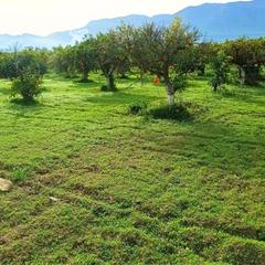 Finca rústica a Centro. Bonita finca llana y con agua