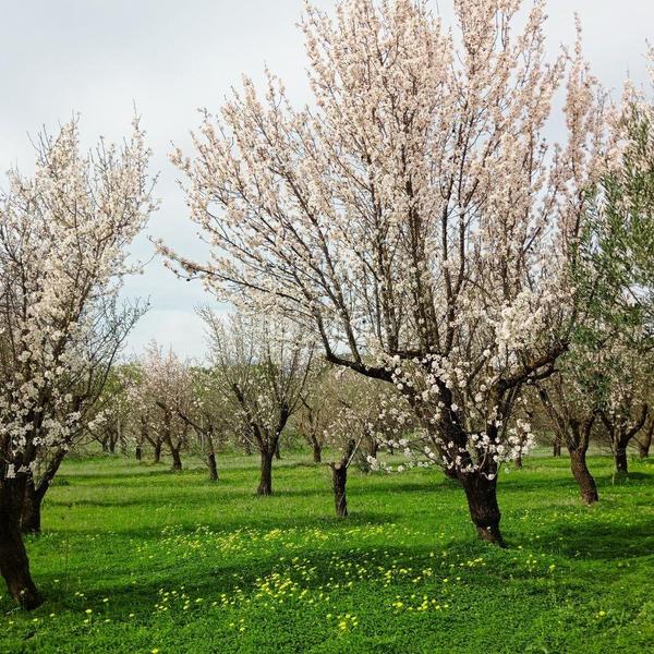 Foto 72cf8ad5-c8fc-4711-8b4a-9cc02c7119af. Propriété dans Centro Alhaurín el Grande