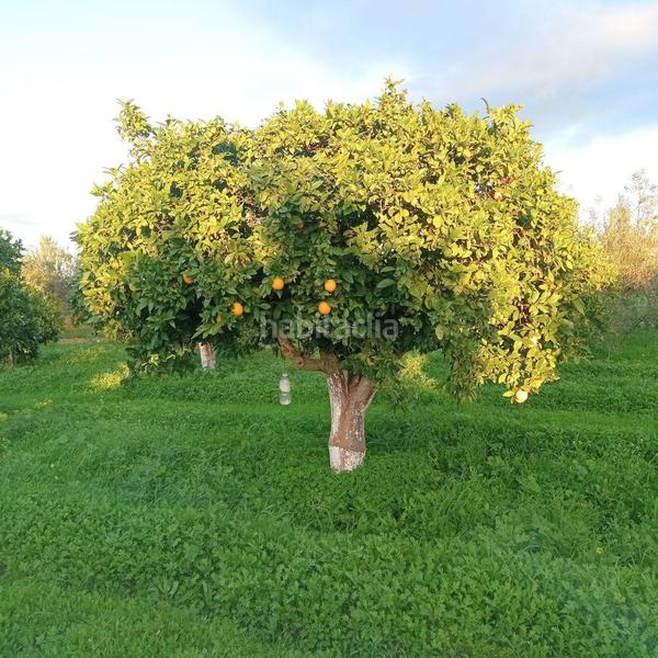 Foto 757b5238-cfb0-4453-9fdc-8c676de42459. Propriété dans Centro Alhaurín el Grande