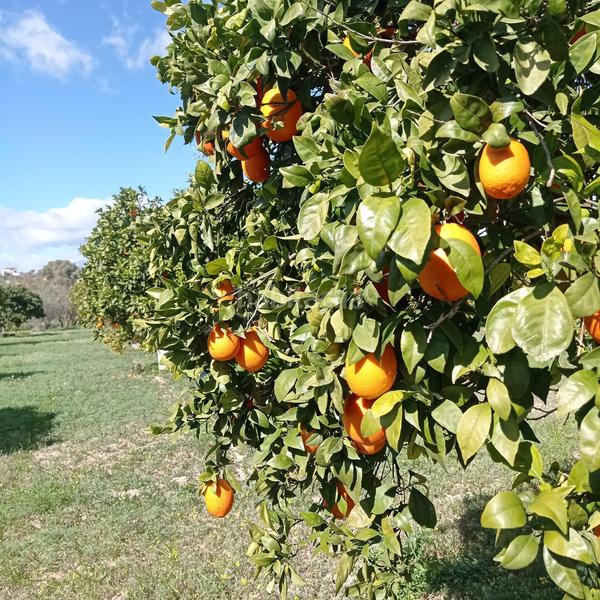 Foto ba6a6392-c6a4-4d05-8c5c-a8c294298eb1. Propriété dans Centro Alhaurín el Grande