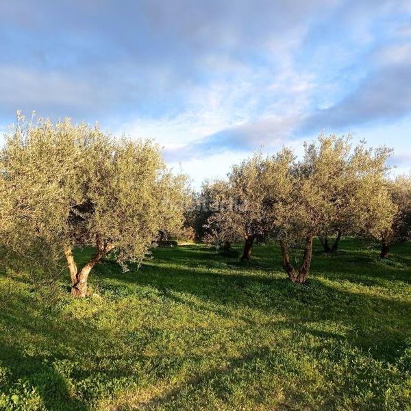 Foto d00d7540-4ec7-4d41-be32-7eea6cd564f2. Propriété dans Centro Alhaurín el Grande