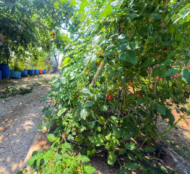 Foto 3cd50393-10ce-4a82-b4f5-9bc77f80c8e8. Chalet dans partida lomas gp.2 117 dans Albatera