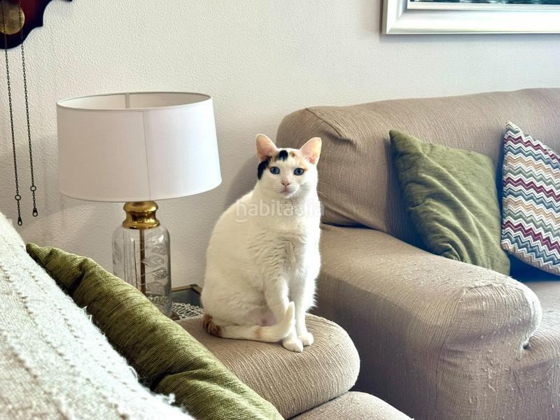 Foto 287d6930-e4c9-4924-86e4-be3733997766. Pis a calle gerardo diego 1 a Alisal - San Román Santander