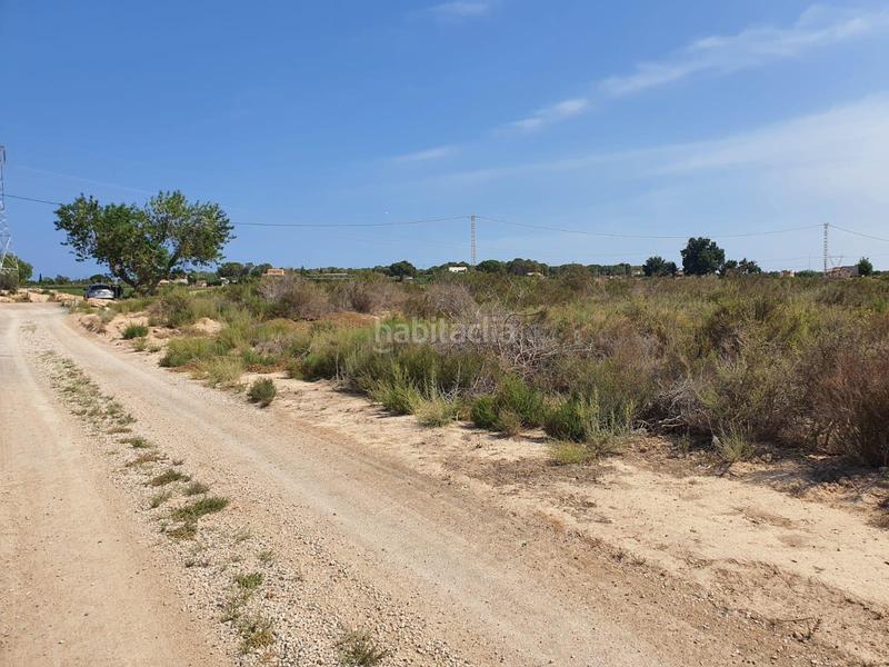 Foto 8909093a-3799-4ec7-9e06-3c9049e72e0f. Rural plot in Centro Elche / Elx
