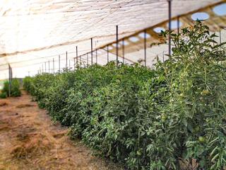 Finca rústica  Partida elche. Terreno en las bayas con potencial para más de 1.000 m de vivien