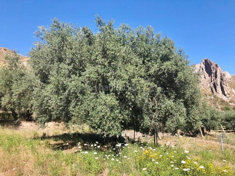 Foto c4eb2100-1784-4402-891b-223c39ca7805. Finca rústica oportunidad estratégica de inversión finca de 92 hectáreas en almería con olivar, agua, 2 cortijos y potencial fotovoltaico en Nevada