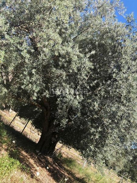 Foto e0c6bf6f-567d-43ca-a54e-fb04c98d2882. Finca rústica oportunidad estratégica de inversión finca de 92 hectáreas en almería con olivar, agua, 2 cortijos y potencial fotovoltaico en Nevada