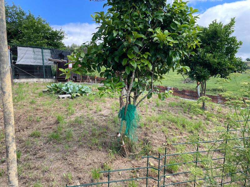 Foto ca39b44c-594d-4f5b-a6b6-529536380c3f. Casa in barrio borbolla 61 in Grado
