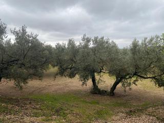 Finca rústica a Roquetes. Finca rústica con olivos junto al canal xertacalig  con agua, lu