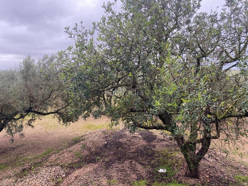 Foto 4e6d0bdd-ae1e-4625-870f-2427e9193028. Finca rústica  con olivos junto al canal xertacalig con agua, luz y almacén en Roquetes