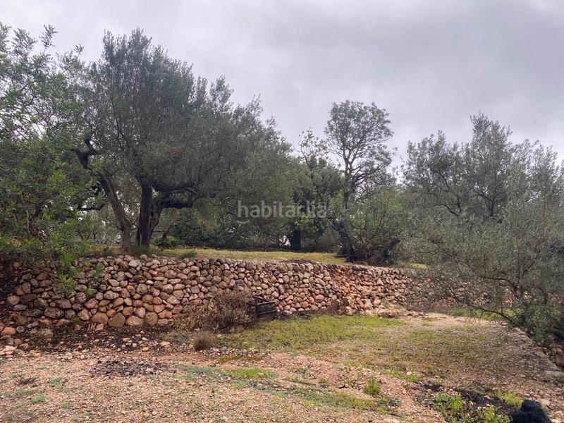Foto f57b2bb3-596d-4e63-a0ae-6856a5c71fd9. Finca rústica  con olivos junto al canal xertacalig con agua, luz y almacén en Roquetes