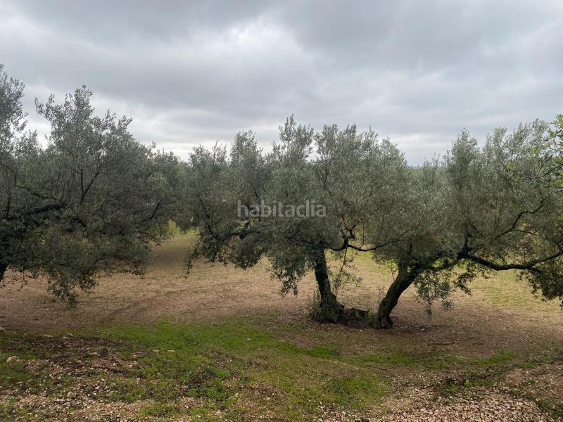 Foto f61a7d1e-e236-4cb7-a631-d03881a182c7. Finca rústica  con olivos junto al canal xertacalig con agua, luz y almacén en Roquetes