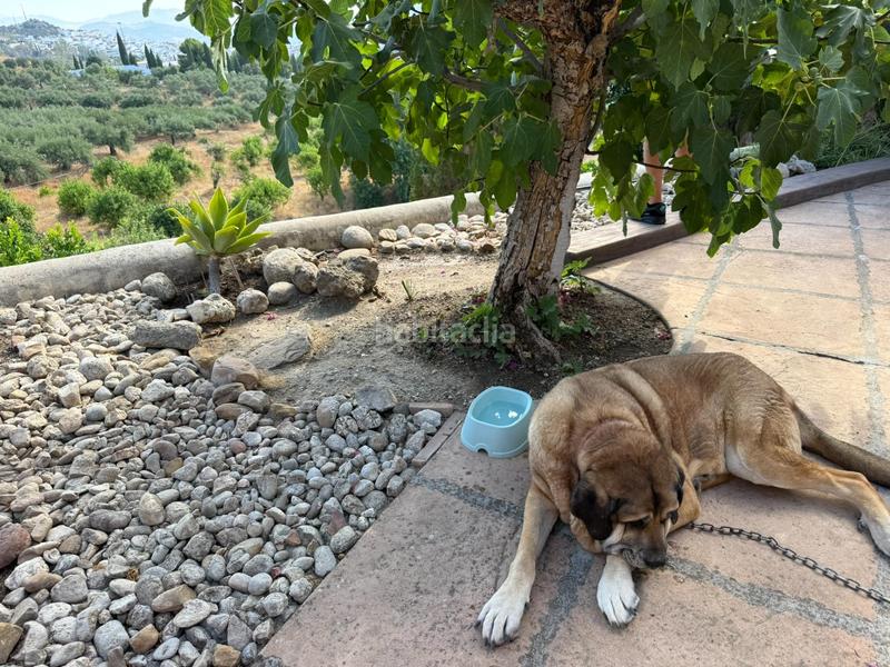 Foto 558bf8ce-4715-44c5-925f-728e492ed636. Casale in polígono 18 paraje 246 san jose 8502 in Álora