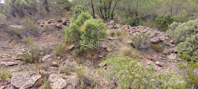 Foto 98050d59-6309-4fa2-9f0f-bf96a4857c16. Rural plot in urbanizacion el roden 328 in Segart