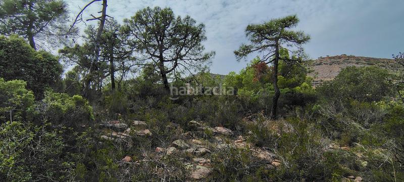 Foto b446d7ce-ec1f-4bf5-949a-30dfb5953cc2. Rural plot in urbanizacion el roden 328 in Segart