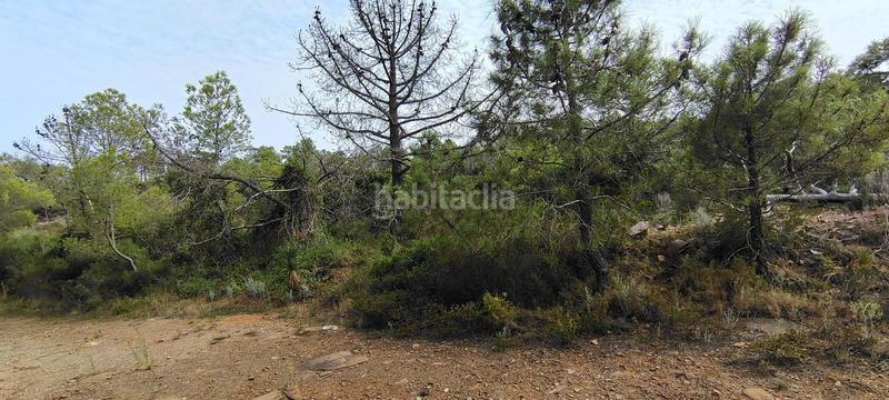 Foto b9a949db-62b4-4550-975e-6fad0cf801a6. Rural plot in urbanizacion el roden 328 in Segart