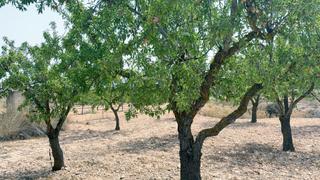 Mas  Camino ch xirivell. Parcela rústica con construcción legalizada en xinorlet, monóvar