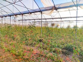 Bauernhof  Partida elche. Terreno en las bayas con la posibilidad de construir una viviend