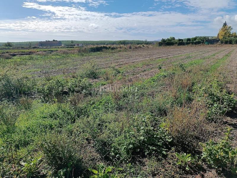 Foto 74c453f9-8b09-4a80-889a-002ccf0590fe. Rural plot in Pinos Puente