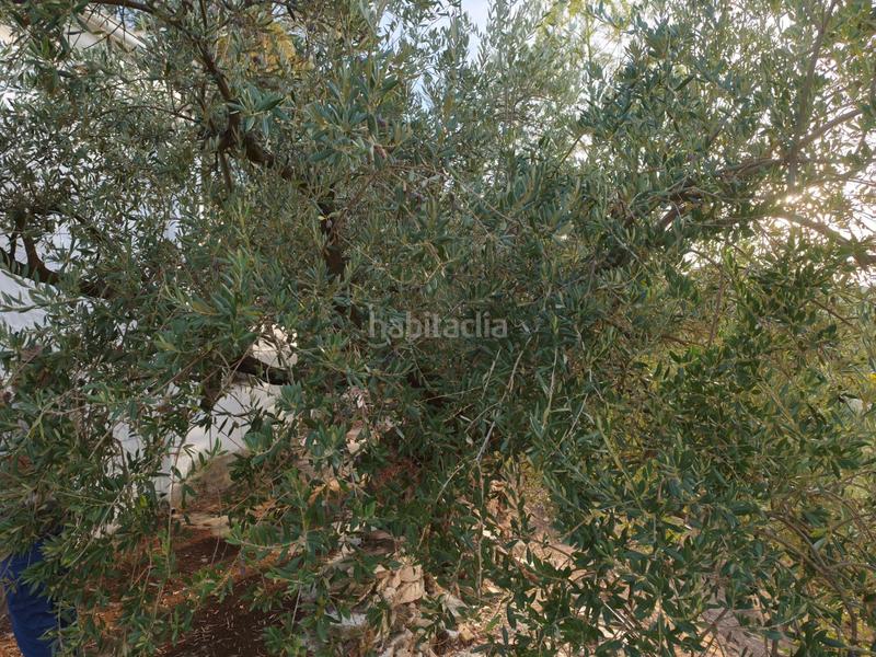 Foto 5b4e2ba9-7c23-4571-bf4a-6dbb58a7ebbf. Casale con parcheggio in Iznájar