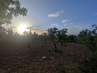 Xalet a Pinoso. Casa de campo con parcela de 5.000m2 en pinoso lista para entrar