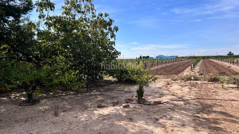 Foto 5c6ccea6-ef77-4385-b6a4-4c8b18b5dbad. Masia a rizaos 91 a Dolores de Pacheco-Santa Rosalía Torre - Pacheco