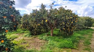 Finca rústica  Terque, parcela 6. Finca en producción en terque
