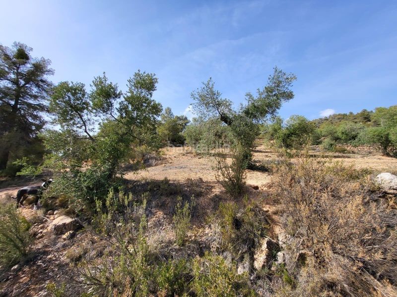 Foto 433c625d-d1b1-4ac0-8bc3-d157dae5e1e4. Finca rústica a Pobla de Cérvoles (La)