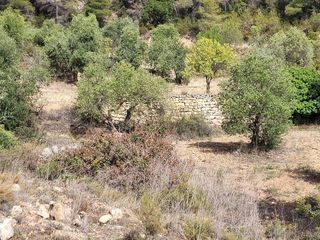 Finca rústica  Calle garrigues. Terreno rústico de 55.000 m2 con olivos y masa forestal