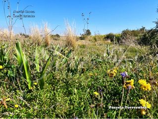 Finca rústica a Perín. En el paraje de toledano magdalena cartagena se ofrece esta parc