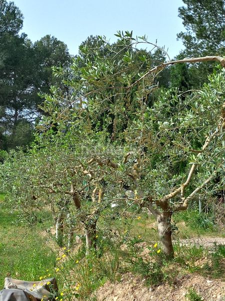 Foto 34df1bf0-3c9b-4812-a99c-ccd42113c8ee. Finca rústica a Ginestar
