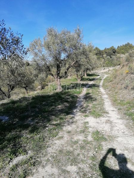 Foto 03210881-e1b6-41ef-9cff-9d4b99264d99. Finca rústica a Quatretondeta