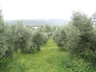 Landgut in Calle cerro limon. Venta de finca de olivos en cerro limon  3k de villanueva del ro