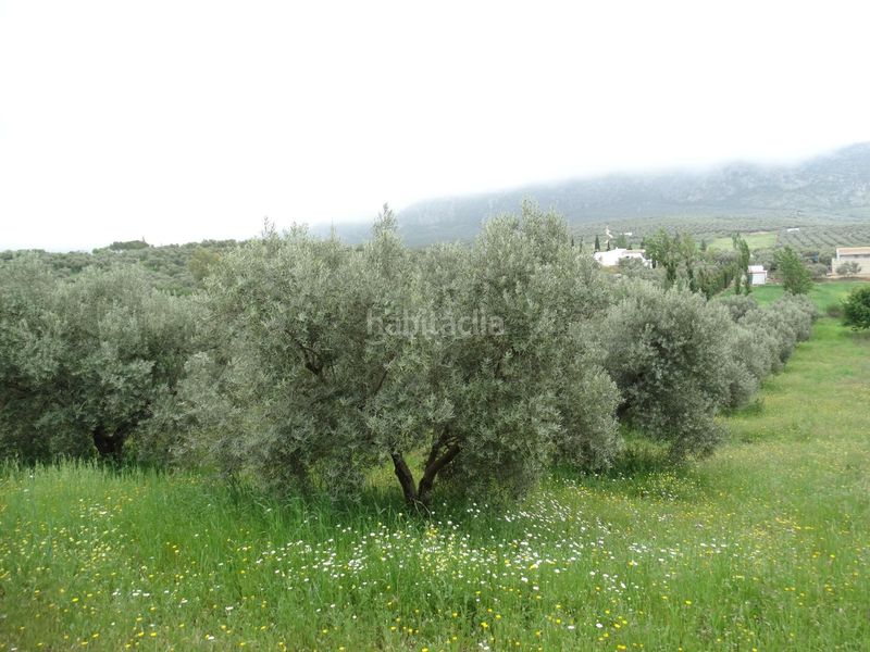 Foto 0675d0a8-eeb0-430c-9933-f9735901f202. Finca rústica a calle cerro limon a Cueva de Menga Antequera
