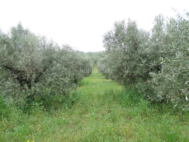 Foto 14b61f7d-7b0d-4e14-b224-90e646dd9491. Finca rústica a calle cerro limon a Cueva de Menga Antequera