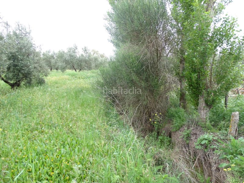 Foto 1e9d574b-54c3-46db-a6a1-8d32832a0e03. Finca rústica a calle cerro limon a Cueva de Menga Antequera